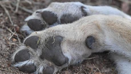Tierschutz: Erschossen, nicht überfahren - Neue Ergebnisse zu totem Wolf