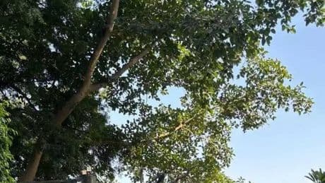 Only a genius can find a bird in this photo in just a matter of seconds