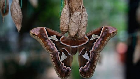 Rescued giant moths emerge from cocoons in Mexico's sprawling capital