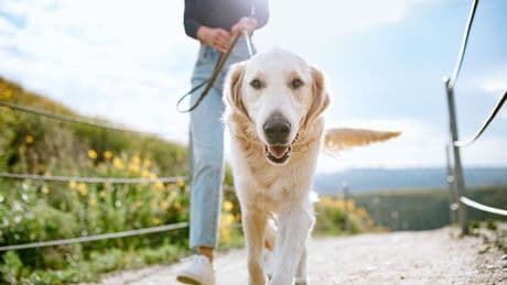 'My service dog is banned from sister's wedding for stupid reason – I'm fuming'