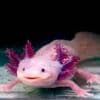 Goed nieuws deze week: Bedreigde axolotls overleven weer in het wild
