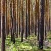 Waldbrände in Brandenburg: Künftig weniger Wege für die Feuerwehr?