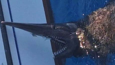 Mysterious ‘alien’ shark only seen in ocean depths found prowling off coast of hols hotspot Gran Canaria by fishermen