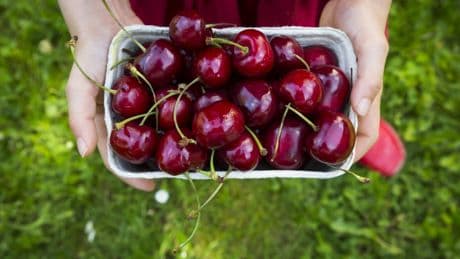 Nie wieder wegwerfen: Mit getrockneten Kirschstielen fit und gesund bleiben