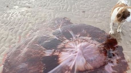 Monster jellyfish 'that can stretch 100ft' washes up on Scottish beach