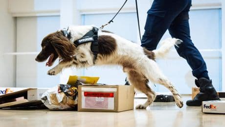 Teddybeer vol crystal meth en boeddhabeeld van MDMA: zo onderschept speciaal politieteam drugs via post