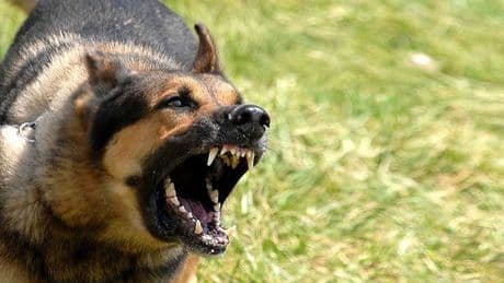 YTÜ'de başıboş sokak köpeği dehşeti! TÜGVA Üniversite Koordinatörlüğü'nden "harekete geçin" çağrısı