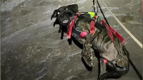 Investigan al dueño de un perro por tirarlo de ocho metros de altura en las ruinas de un convento en Teruel
