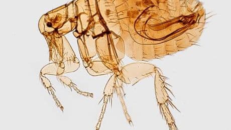 What to Know About Plague After a New Case in California