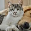Why the government wants your pet dog and cat poo