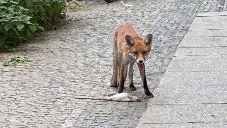 Füchse in Berlin: Bellen sorgt für Irritation – das steckt dahinter