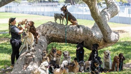 Lopez: Five months after wildfires, it's still PTSD for animals: Pets trying to shake depression