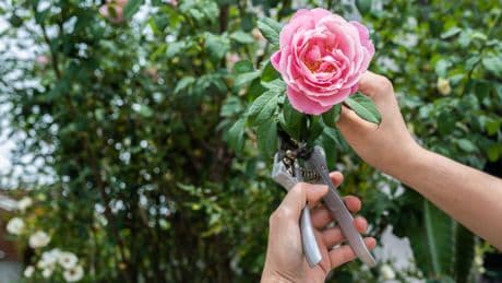 Schnelle, präzise Schnitte: Die besten Gartenscheren im Test