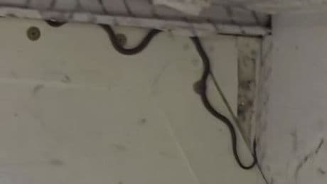 Snake captured on passenger plane - as expert reveals how it got there