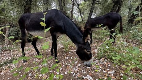 El batallón de burros bomberos, un arma eficaz contra el fuego para Doñana