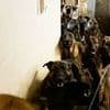 Heartbreak as 40 dogs are found living in their own filth stuffed inside closets and cupboards in cramped apartment