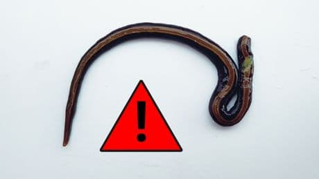 Unterschätzte Gefahr: Dieser Wurm kommt mit dem Einkauf – und sorgt für Chaos