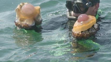 Medusas 'huevo frito', la curiosa especie que llega a las playas andaluzas