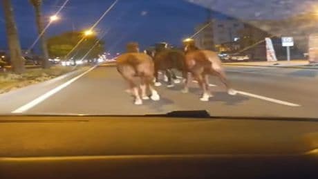 Dikkat yolda at var! Çiftlikten kaçıp trafikte dört nala koştular