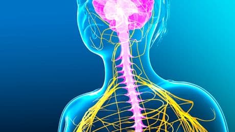 Er lenkt unsere Gesundheit und Psyche - Haben Sie schon vom „Wundernerv“ gehört?