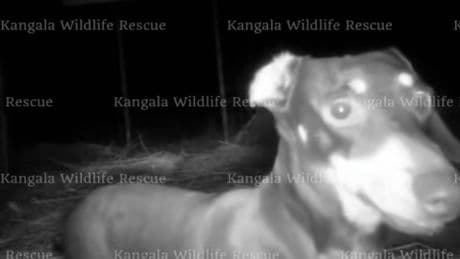 Valerie the sausage dog finally captured after 529 days in the wild