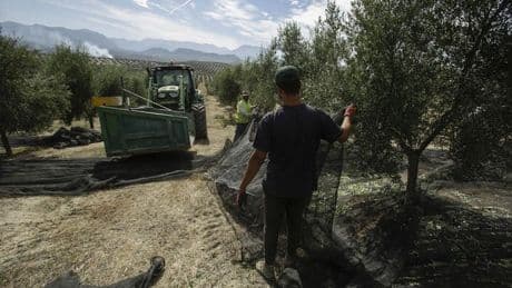 Las exportaciones de coches y aceite se desploman más de un 10% por los aranceles de Trump