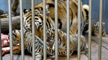« Honte à vous » : un zoo danois propose de donner son animal pour nourrir les prédateurs