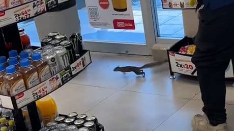 Flinker Nager sorgt für Chaos - Eichhörnchen macht Laden verrückt