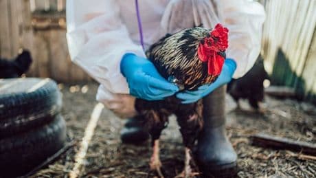 New UK bird flu outbreak confirmed as poultry culled and surveillance launched
