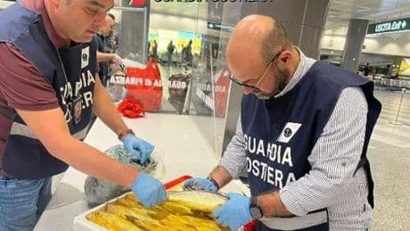 Meduse in salamoia, pesce non tracciato, datteri cinesi vivi: maxi-sequestro all’aeroporto di Malpensa