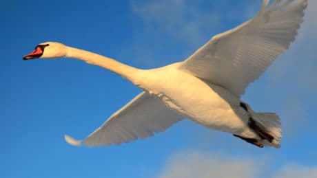 El patito feo de la Bolsa que se ha hecho cisne y vuela alto en 2025
