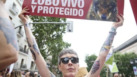 Las malas compañías amenazan al lobo