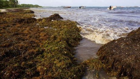 Dans l'Atlantique, la malédiction des sargasses qui étouffent la biodiversité