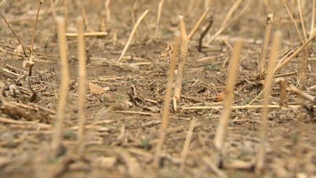 ‘This is the worst that I can remember,’ southern Saskatchewan RMs declare drought emergency