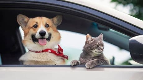 Attention, Walmart Shoppers: Bring Home A Free Dog Or Cat Tomorrow