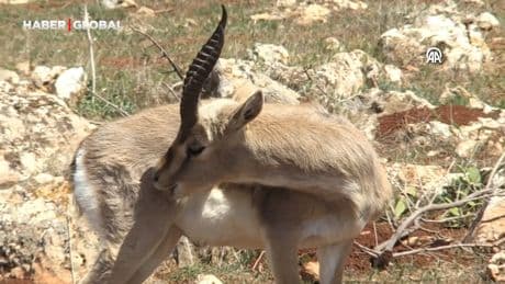 Dağ ceylanı merkezi, "gazella gazella" türünün neslini koruyor