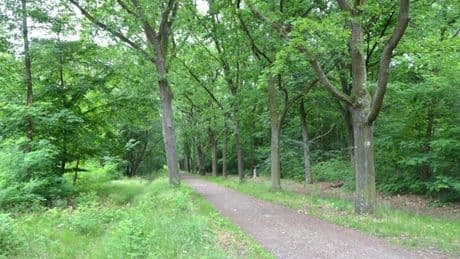 Mutmaßliche sexuelle Übergriffe: Frauen warnen vor Wuhlheide