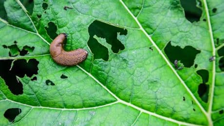 Experten empfehlen: Mit diesen Mitteln vertreiben Sie Schnecken aus dem Garten
