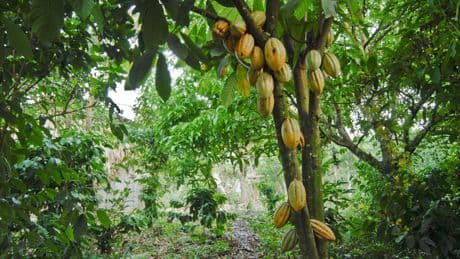 Brasil quiere sacar partido de la subida del cacao