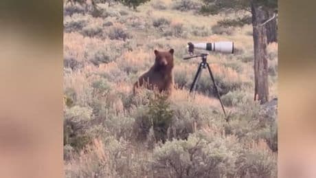 Kamera statt Kadaver - Dieser Bär wird zum Tierfotografen