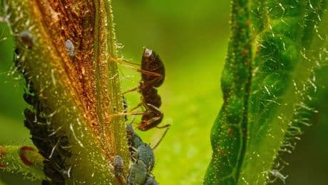 Blattläuse im Garten: Welche Arten gibt es?