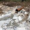 Zambia presses China for more compensation over toxic mine spill