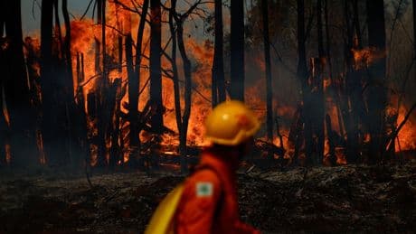 For 1st Time, Fires Are Biggest Threat to Forests’ Climate-Fighting Superpower