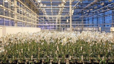 EU: Grünes Licht für die Genschere?