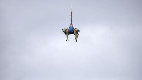 Swiss evacuate livestock by hoof and helicopter because of landslide risk over Alpine village