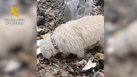 Detienen a la madre de la bebé que hallaron descuartizada en el vertedero de Loeches
