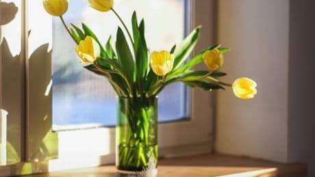 Verwelken schnell: Zwei Blumen vertragen sich in der Vase nicht gut