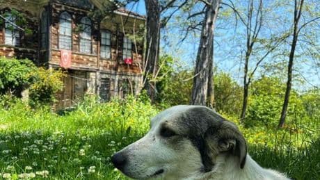 İçindeymişik, yeşilmişik, sazmışık…