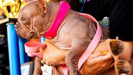 Haarlose Petunia ist «hässlichster Hund der Welt»