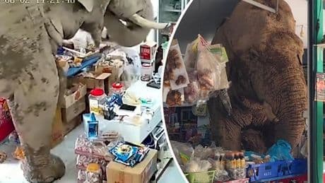 Ondeugende olifant plundert winkel